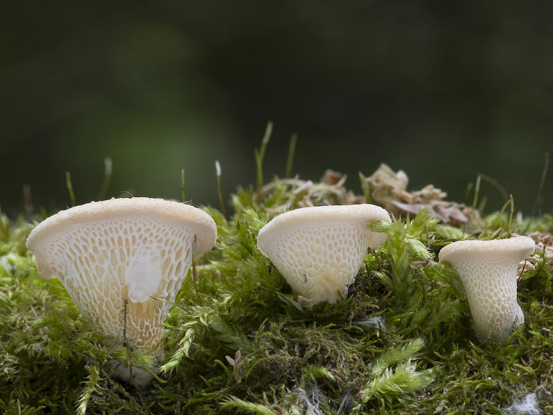 Polyporus alveolaris